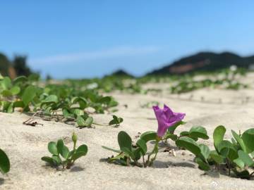 解生肖:大同小异红日头踏西一回金火旺。代表什么生肖